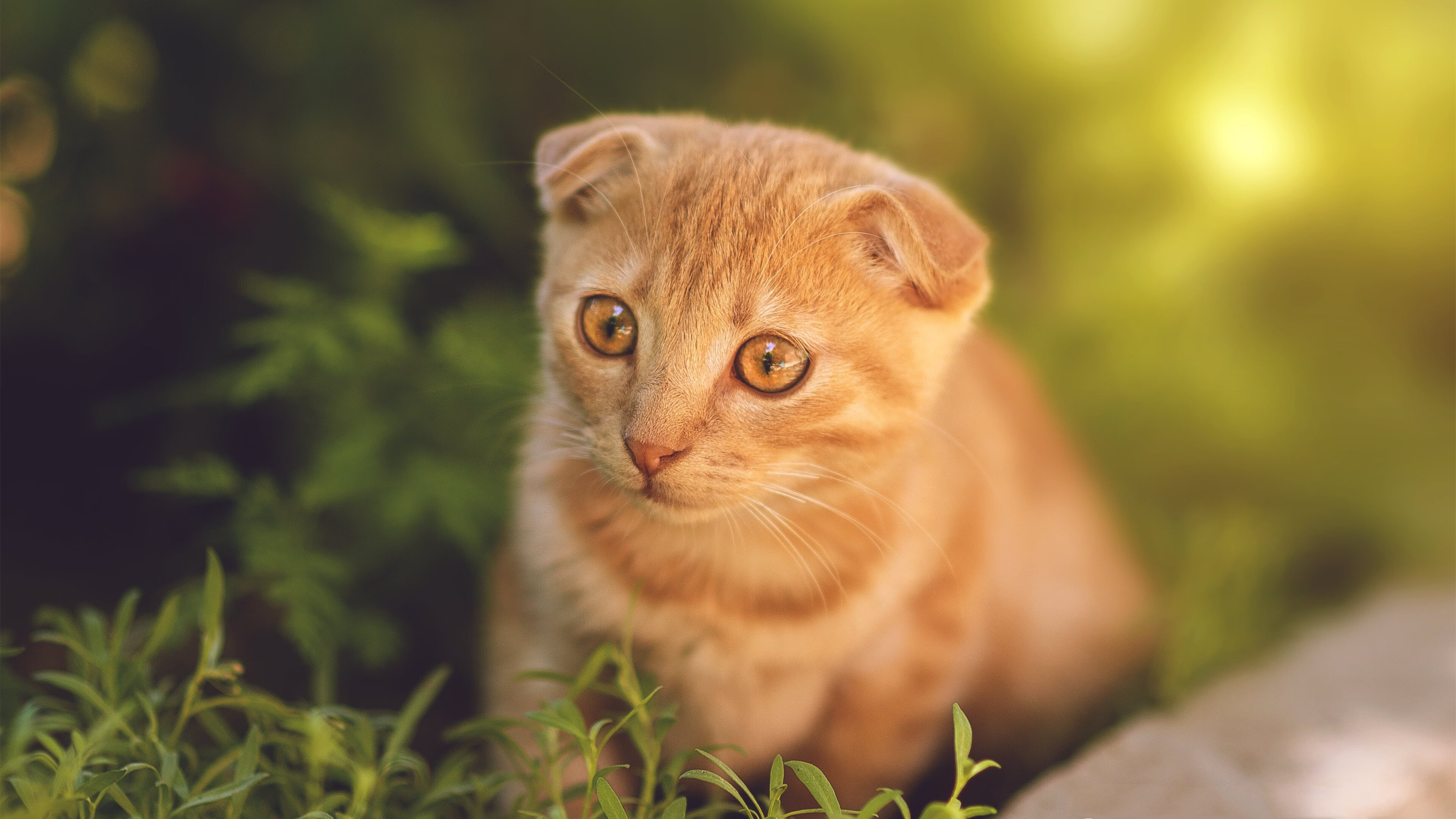 开云体育登陆入口-中国女篮世界杯参赛名单正式公布,期待新突破,中国女篮世界杯亚军