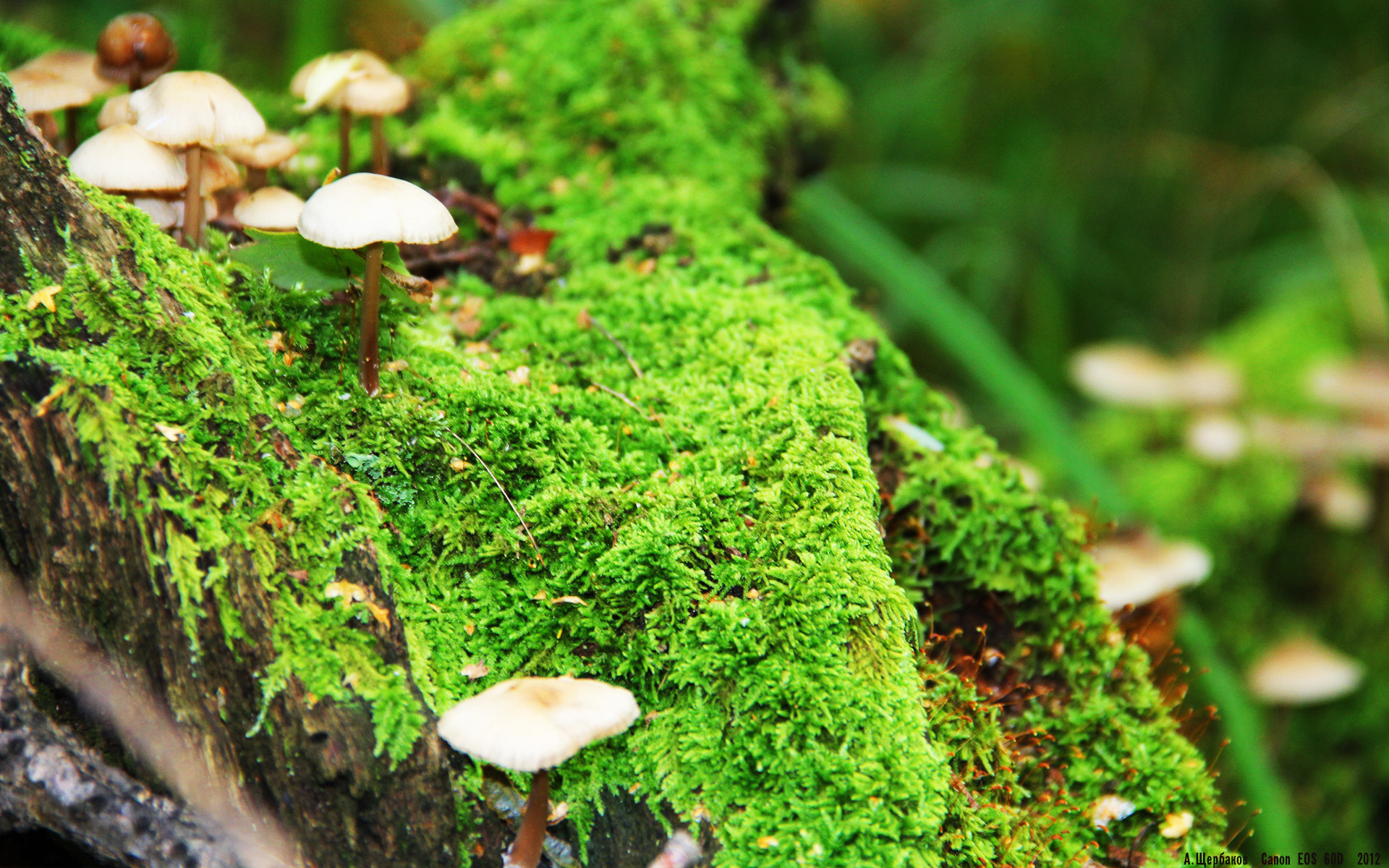 开云竞猜官网-冰雪与绿茵碰撞!墨西哥队挺进冬奥四强,墨西哥参加奥运会