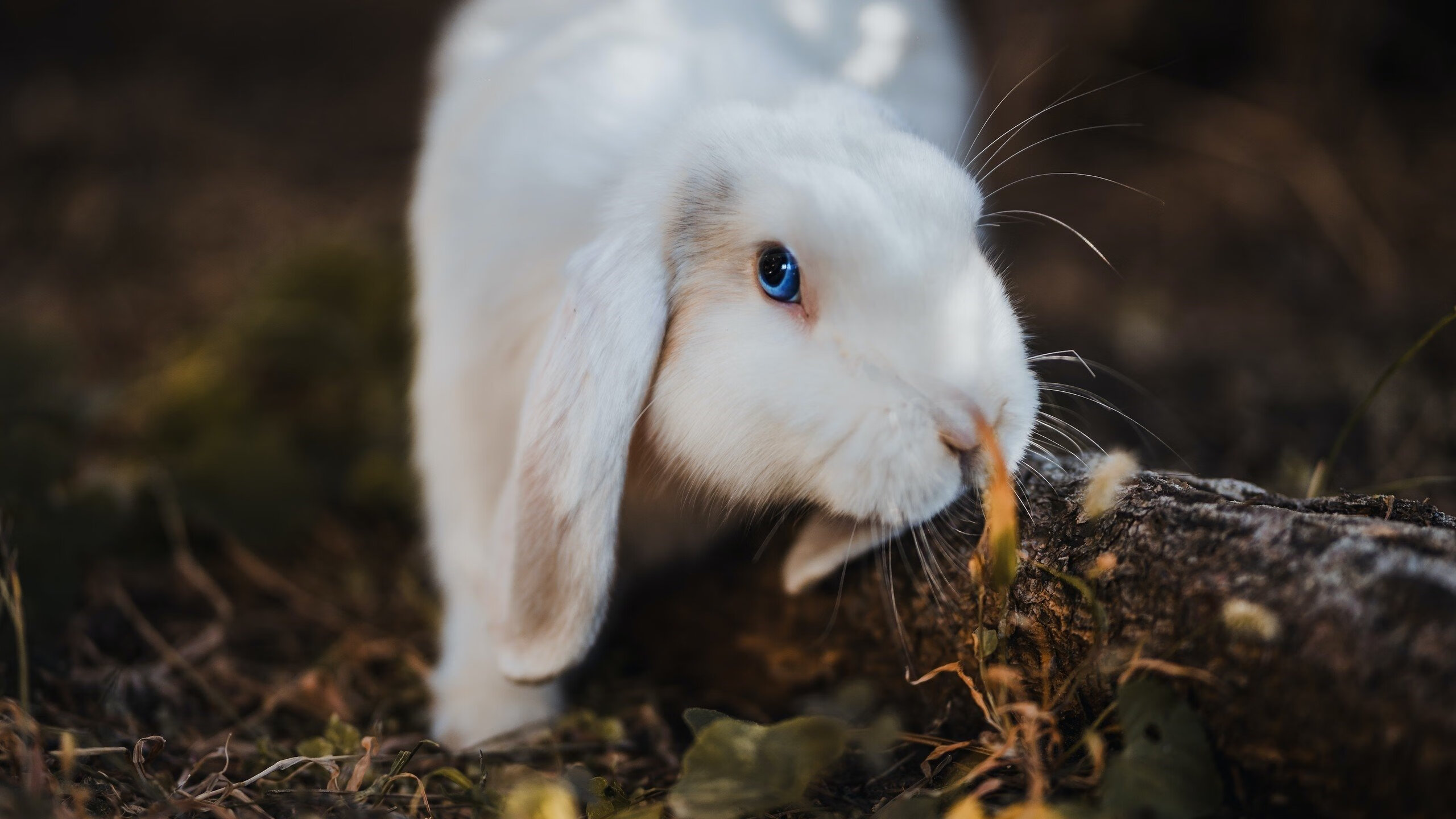 开云-《CS_GO欧洲大师赛，Vitality战队势如破竹勇夺冠军》，csgo欧洲杯2020决赛